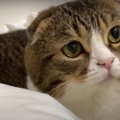 『フカフカで最高ニャ！』羽毛布団からどかない猫さん