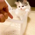 『猫は液体？』を"関西弁の子猫"が検証した結果…カワイイすぎる…