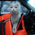 猫は旅行に連れていってもいい？考慮すべき3つのこと　猫の負担になる…