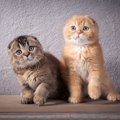 くみっきーの猫がかわいい！種類と特徴