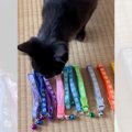 子猫に『首輪を選んでもらった』結果…まさかすぎる光景に驚きが隠せな…