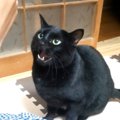 パパが目の前で『歯磨き』をしていると……黒猫がとった行動に「めちゃくち…