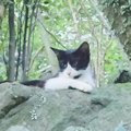 山奥に捨てられ、『人間不信になっていた猫』…もう一度心を開いてくれるま…