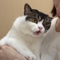 怒られて落ち込む猫くん。さらに落ち込む出来事が…！