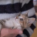 眠れない子猫にパパが『子守唄』を歌った結果…まさかの展開に爆笑する…