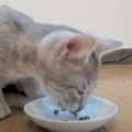 子猫がカリカリを1年間おいしく食べ続けたら…『ビフォーアフター』が…