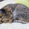 17年間行方不明の猫発見！飼い主との再会を果たす事ができた理由