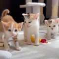 人間大好きな子猫たちに『あいさつ』をしてみたら…尊すぎて癒される光…