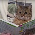 猫顔どうぶつ図鑑？！困惑が隠せない猫ちゃん