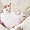 猫が『人が寝ている時』にこっそりしている3つの行為　就寝中であるこ…