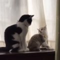 先住猫に甘えていた『小さな子猫』が、現在…予想を超える『衝撃のビフォー…
