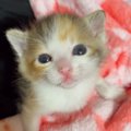 とっても小さな赤ちゃん猫が成長した結果…生後1週間から現在までの『…