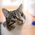 猫から好かれる人に共通する『声』の特徴3つ　気に入られやすい理由や心が…