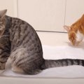 気付いたら乗ってた？！紙の上にちょこんと座る猫ちゃんたち