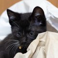 猫がカミカミしたくなる8つの物