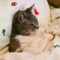 仕事中に抱っこのおねだりをしてくる猫…効果的になだめるための『まさ…