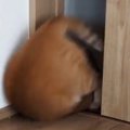 部屋から出ていった猫→『戻ってきた』かと思ったら…まさかすぎる『登…