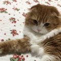 「ほっといてにゃ！」猫に近づいてはいけないタイミング６つ