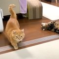 猫に『寝るよ』と言ったら…大好きなママに見せた可愛すぎる行動が161…