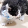 ふわっふわの子猫の『毛』が変化して……まるでハリネズミのようになっ…