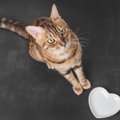 猫が『家族と思う人だけ』にすること5選♡他の人と違うところはどこ？