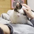 お兄ちゃんがしばらく『猫部屋』で寝ることに→猫たちが『大歓迎』して…