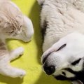 大型犬のそばにやってきた猫→隣に寝転がったと思ったら…とんでもなく尊い…