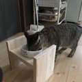 猫の餌台を手作りしてみよう！ホームセンターにある木材をカットして…