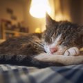 『シニア猫』だからこそ感じられる魅力5つ　若い頃とどう違う？歳を重ねて…