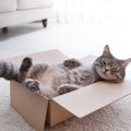 猫にとって『最高な暮らし』に必要な条件4選　居心地よく感じる理由や…