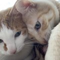 猫がいろんな所に体を擦り付ける理由３つ