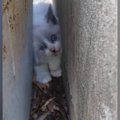 コンクリートの隙間にいた『やせ細った子猫』を保護→愛情を注いだ結果…