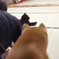 猫に『背後からイタズラ』しようと近づいたら…予想外の"ボディー…