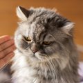 猫に絶対にやってはいけない『危険なしつけ方』5選　伝わらないどころ…