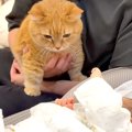 赤ちゃんを遠くから見守る２匹のネコ→泣き声を聞いた瞬間…『微笑ましい反…