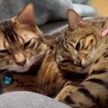 父猫に甘える娘猫ちゃんとイタズラ息子猫くん！