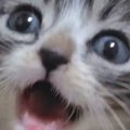 『赤ちゃん猫』を撮影していると、トコトコと歩いてきて…想定外の『悶…