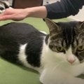 お尻トントンお願い♪ママさんに催促する猫さん！