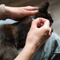 お家の猫にも『寄生虫の予防』が欠かせない理由3つ　油断できないワケや対…