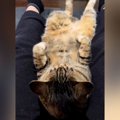 飼い主の『足の間でくつろいでいた猫』→起き上がろうとした結果…『まさか…
