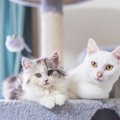 『年齢不詳な猫』どこを見れば推定年齢がわかる？4つのチェックポイント