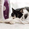 感電注意！コードやケーブル類の猫対策４つ