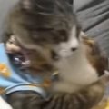 ソファの上で喧嘩し始めた２匹の猫→お腹に連続キックを食らって…予想外の…