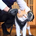 ママがお出かけ中、猫が『パパと散歩』に行くことになった結果…笑ってしま…