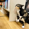 【話題】はっけよいのこった！犬VS猫の一番勝負に相撲協会も注目？