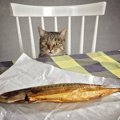 猫は魚が好きなのは間違い？どうして食べるようになったの？