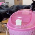 子猫を3匹の先住猫に初めて会わせてみると…『鼻息すごいｗｗ』『性格…