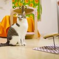 『いつも一緒の兄弟猫』一匹の時にごはんを与えたら…まさかの『健気す…