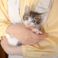 子猫がおばあちゃんと初めて対面した結果…心温まるやり取りの様子が『尊す…