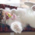 猫が好きな人だけにしか見せない特別な仕草５つ